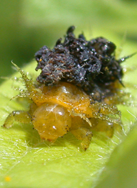 Argus Tortoise Beetle